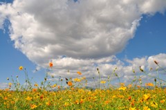 待ち焦がれた秋