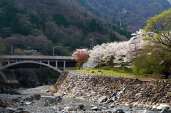 足尾の桜