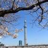 隅田公園からの東京スカイツリー