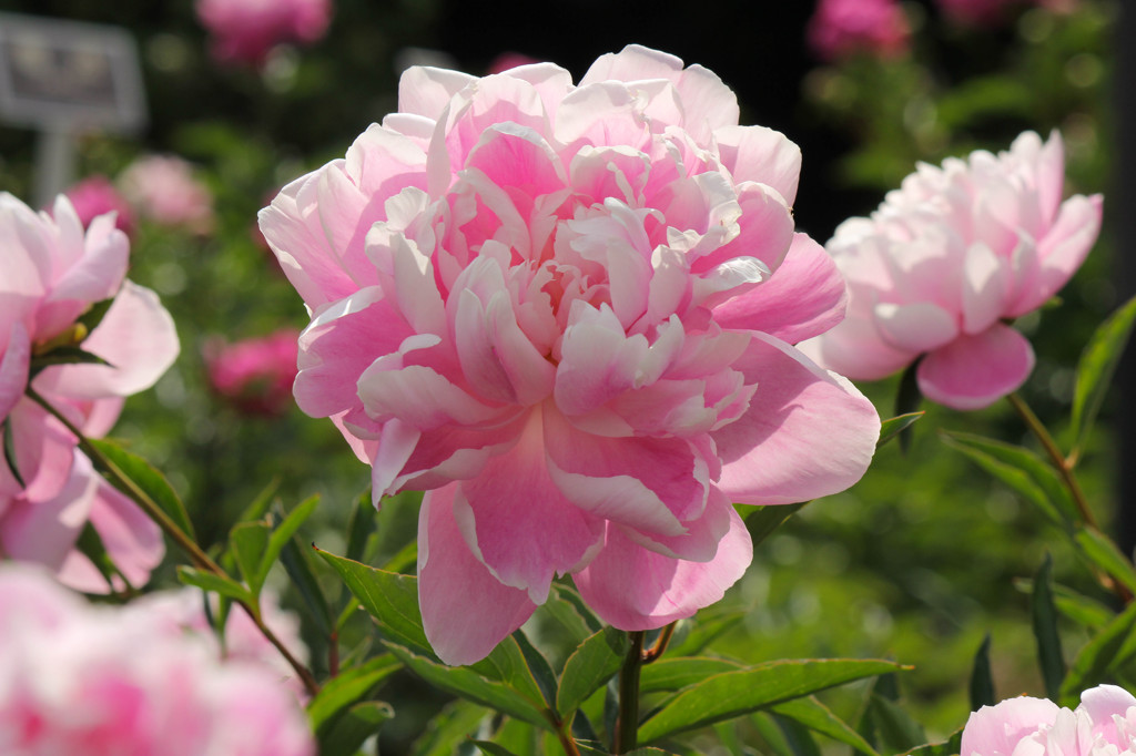 神代植物園の芍薬