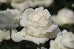 神代植物園の白バラ