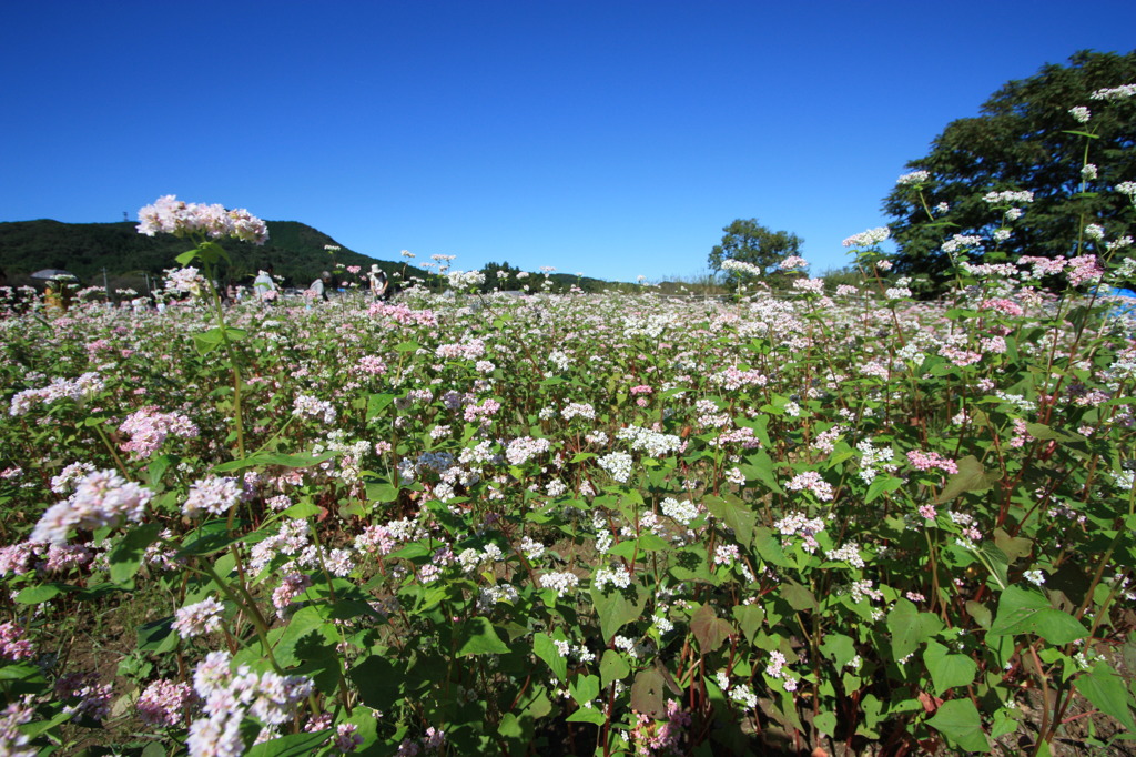 巾着田の蕎麦の花