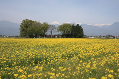 安曇野の春と菜の花