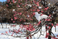 紅梅枝に残る雪