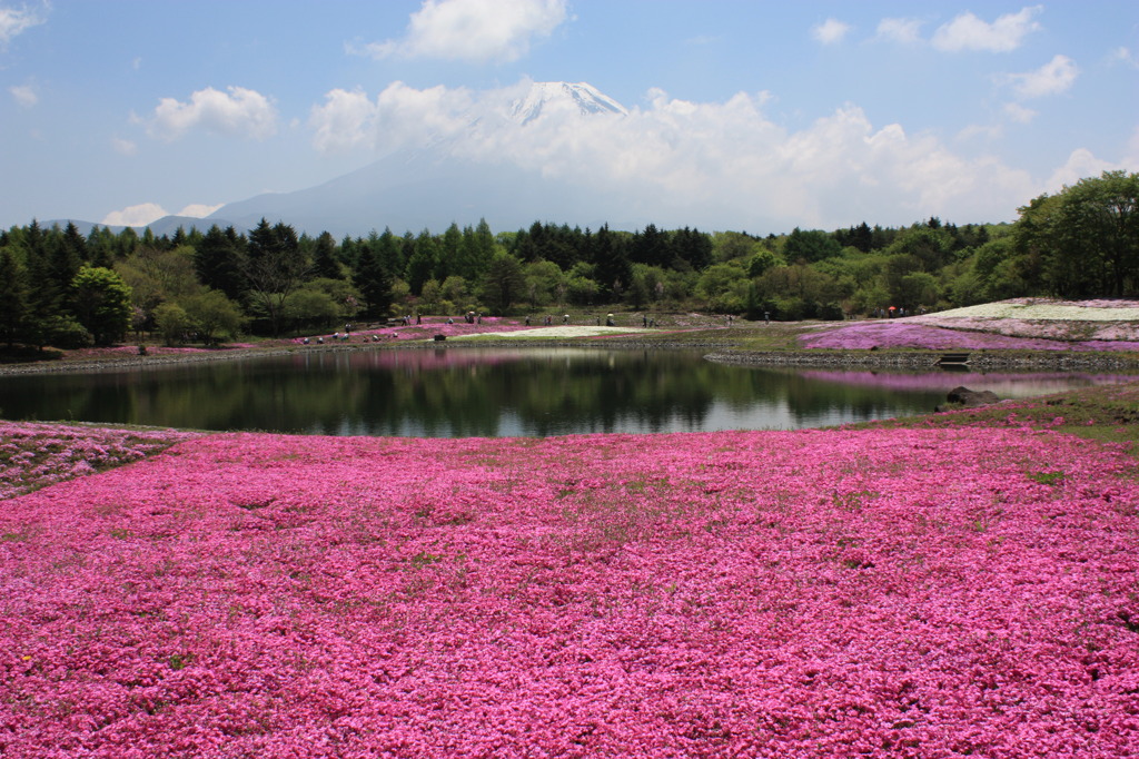 富士の芝桜