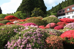 箱根山のホテルつつじ１