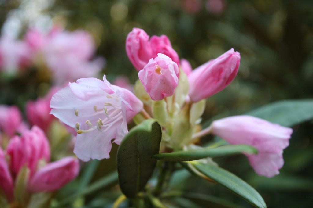 箱根山のホテル桃芍薬UP