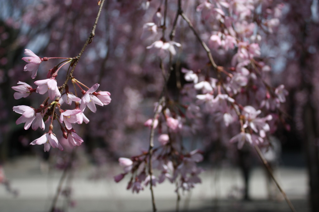 枝垂桜