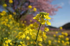 菜の花とみなみの桜