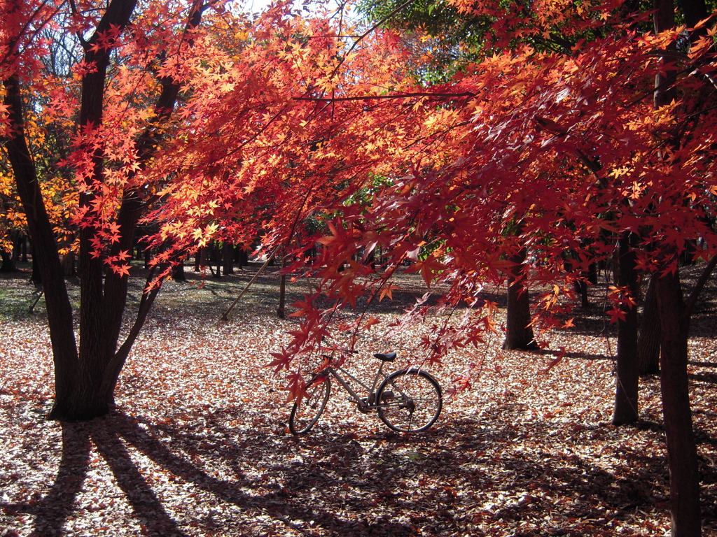 公園の紅葉