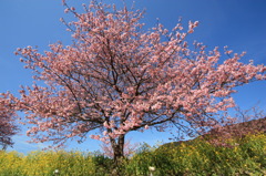 菜の花とみなみの桜満開