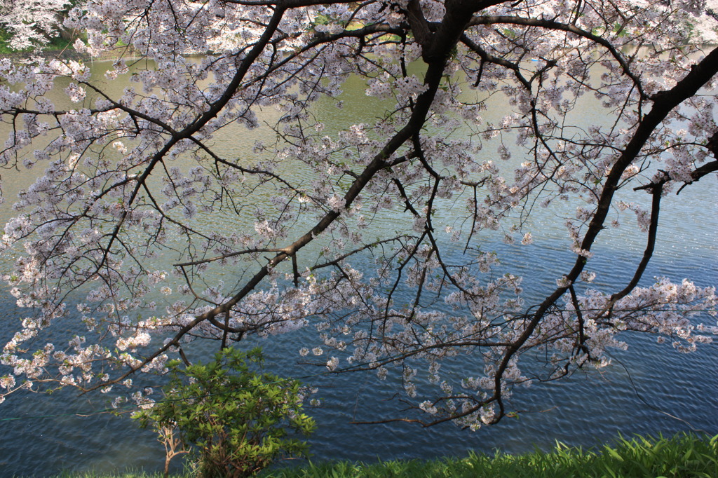 千鳥が淵の桜