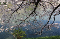 千鳥が淵の桜