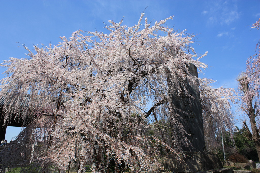 府中市東郷寺の枝垂桜