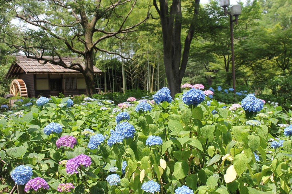 あじさい水車小屋