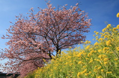 菜の花とみなみの桜の競演