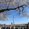 隅田公園からの東京スカイツリー