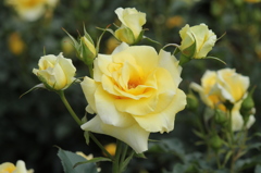 神代植物園の黄色バラ