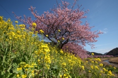 菜の花とみなみの桜のコラボレーション