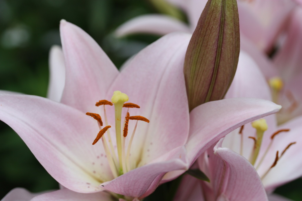 公園に咲いたゆりの花