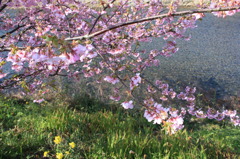 河津桜の６分咲き