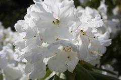 芍薬白