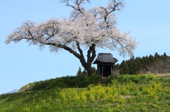 小沢の桜