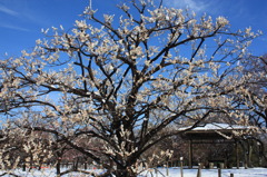 白梅と積雪