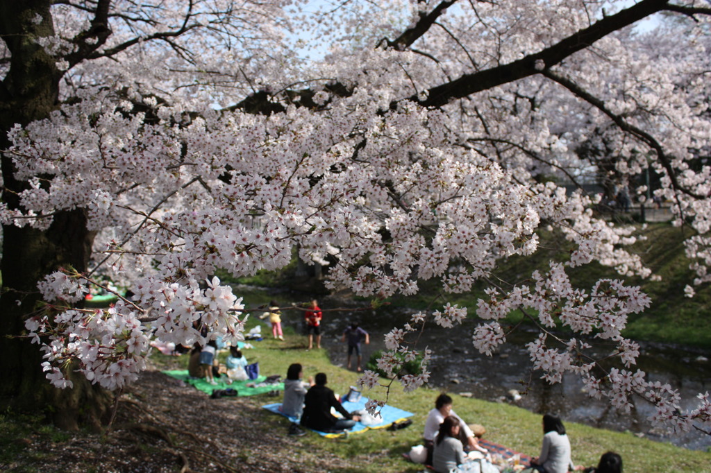 立川の根川緑道