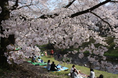 立川の根川緑道