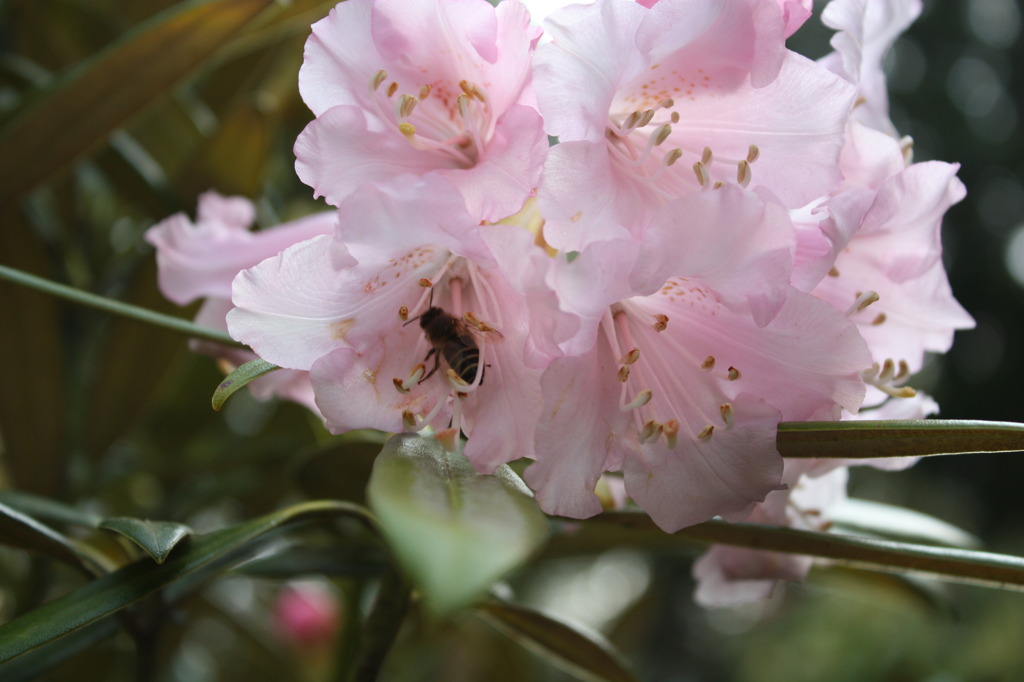 芍薬に蜂