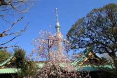 牛嶋神社からの東京スカイツリー