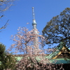 牛嶋神社からの東京スカイツリー