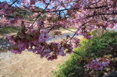 河津桜