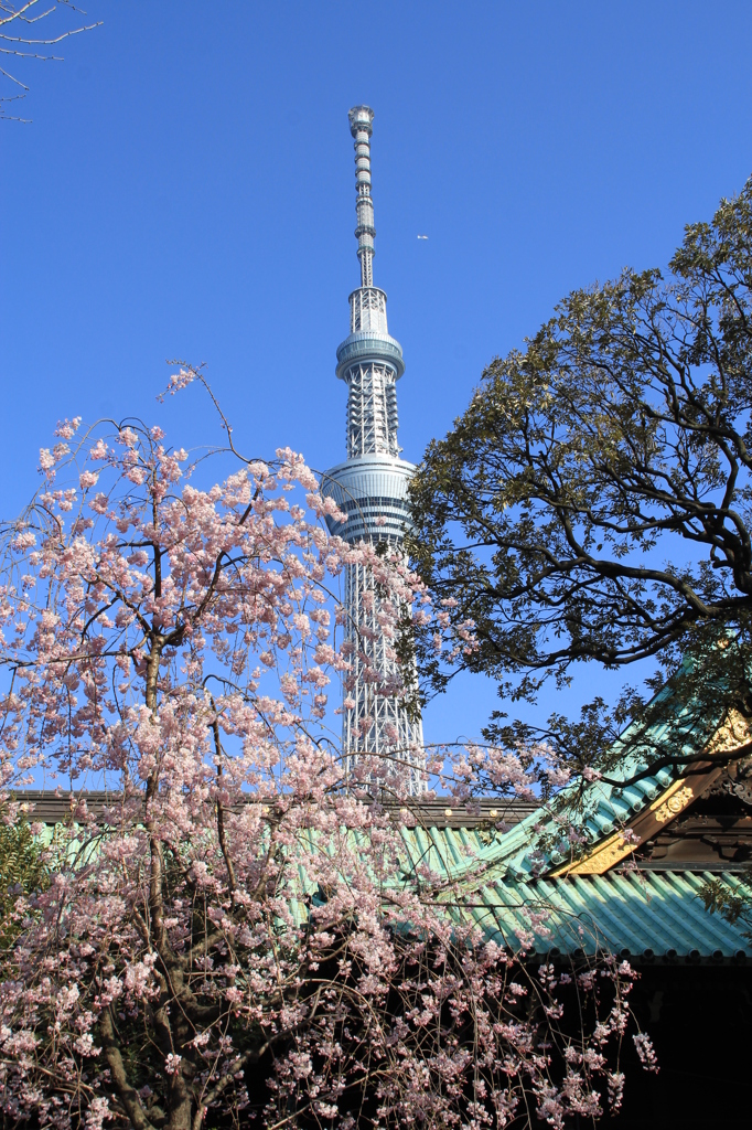 牛嶋神社からの東京スカイツリー