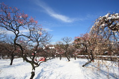 積雪の梅園