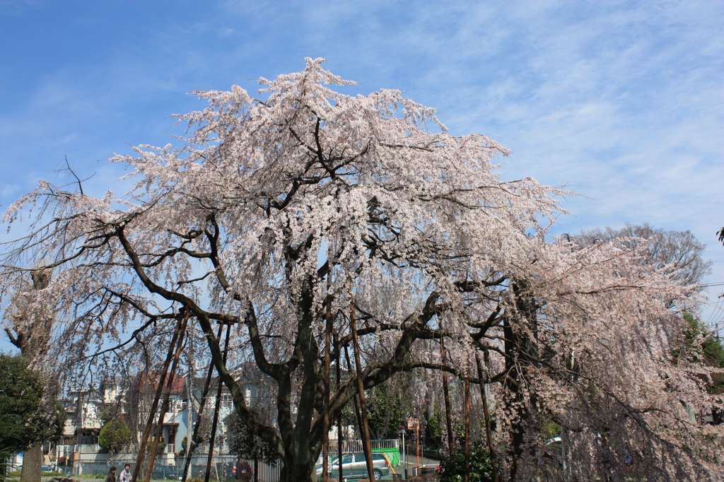 枝垂桜