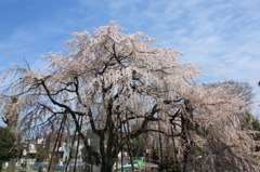 枝垂桜
