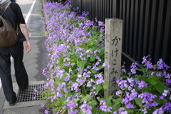 かけこみ寺