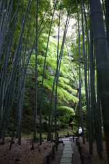 竹林