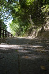 散歩道