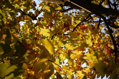 紅葉