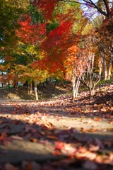 近所の公園