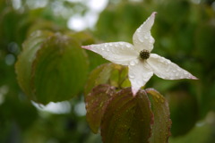 花２