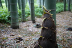 竹の子