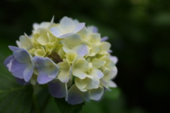 紫陽花