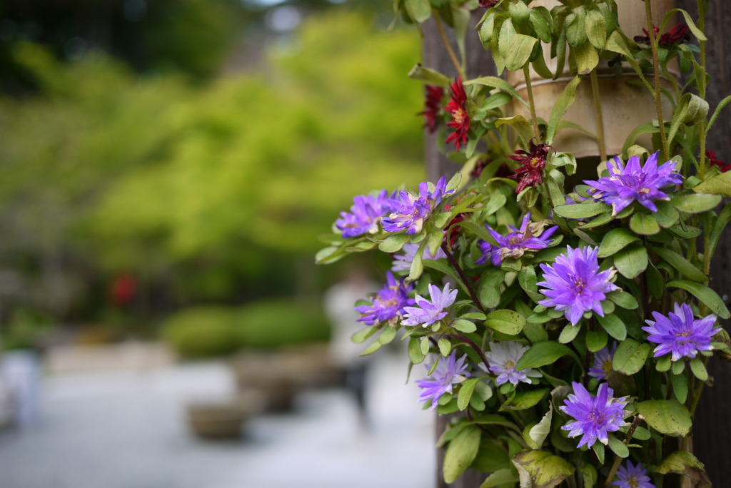花