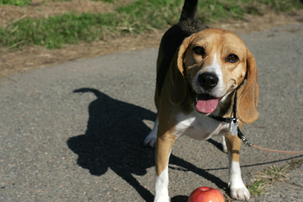 信州の犬