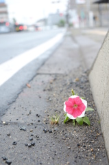 道端に咲く花