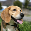 ビーグル